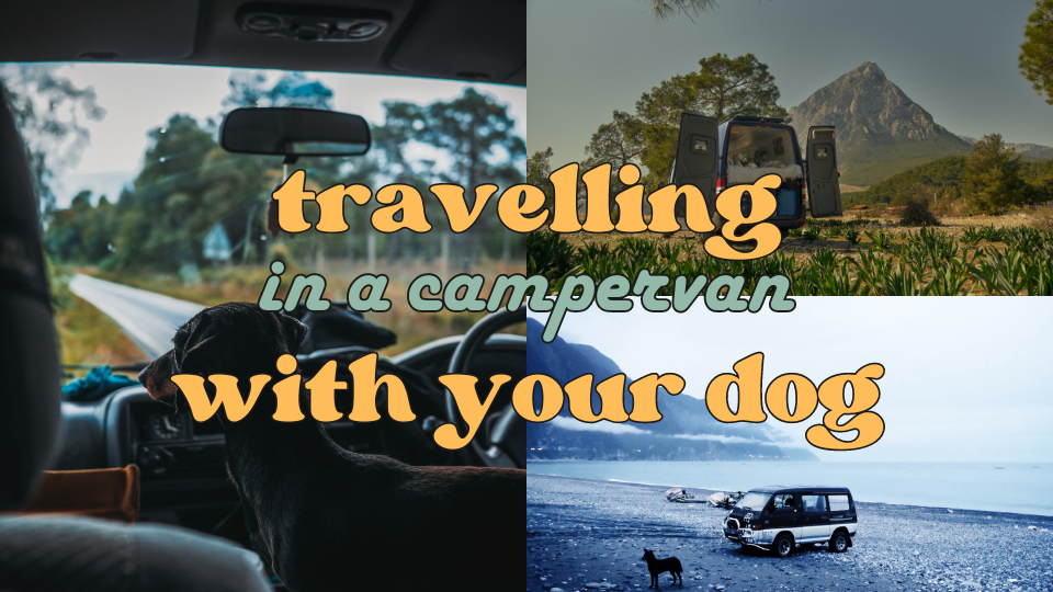 Travelling With Your Dog In A Campervan