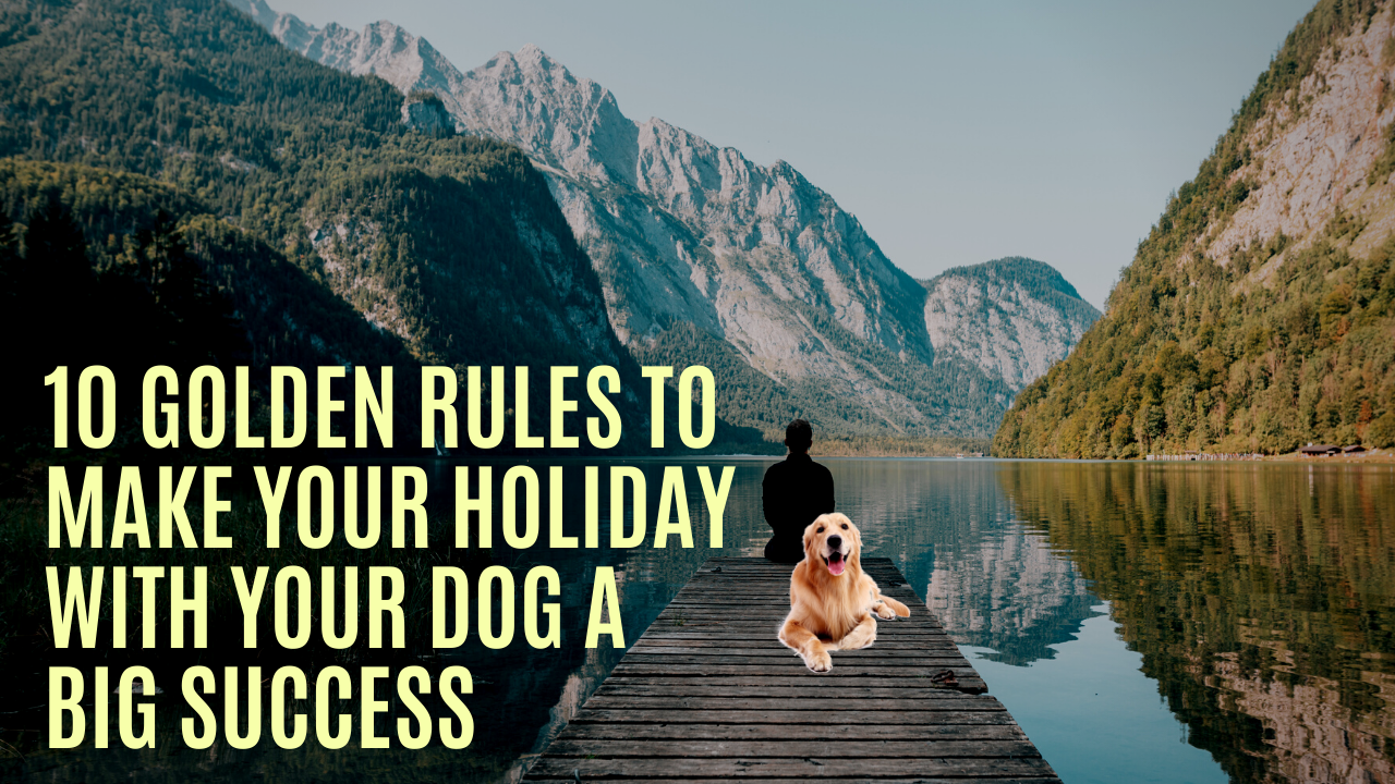 10 Golden Rules To Make Your Holiday With Your Dog A Big Success