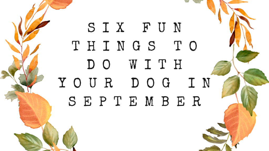 6 Fun Things To Do With Your Dog In September