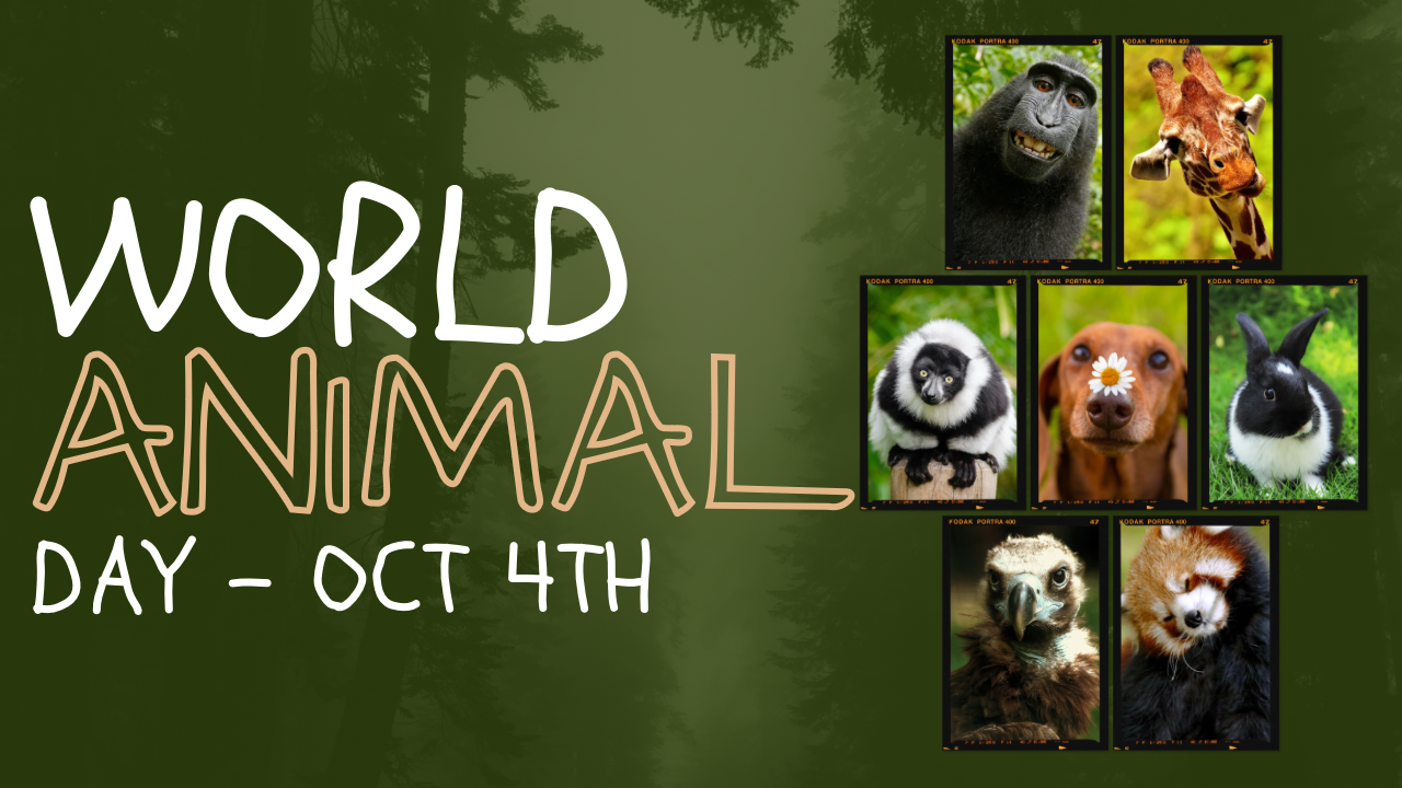 How To Take Action: It’s World Animal Day!