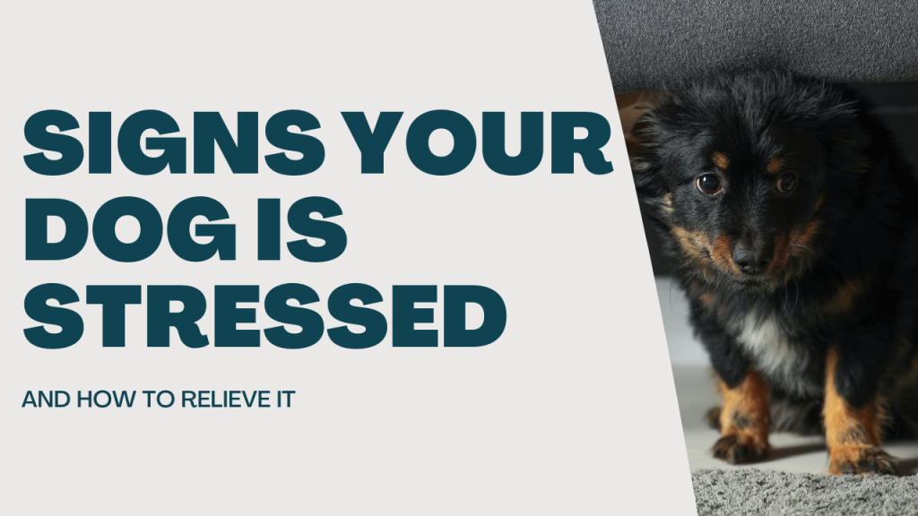 Signs Your Dog Is Stressed And How To Relieve It