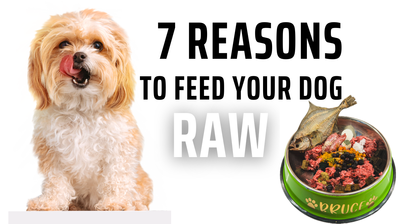 7 Reasons To Feed Your Dog A Raw Diet