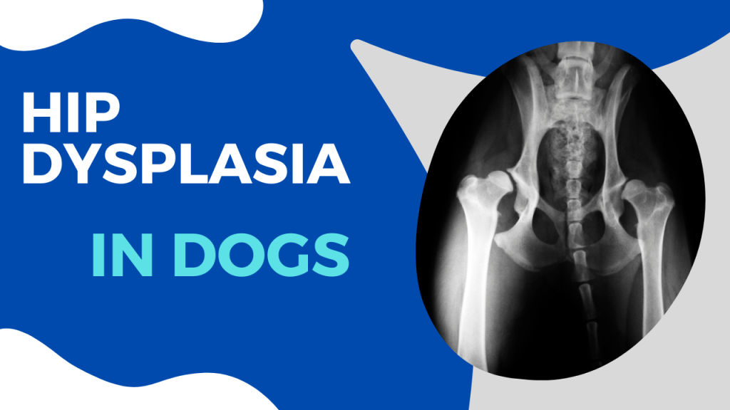 How To Recognise And Treat Hip Dysplasia In Dogs