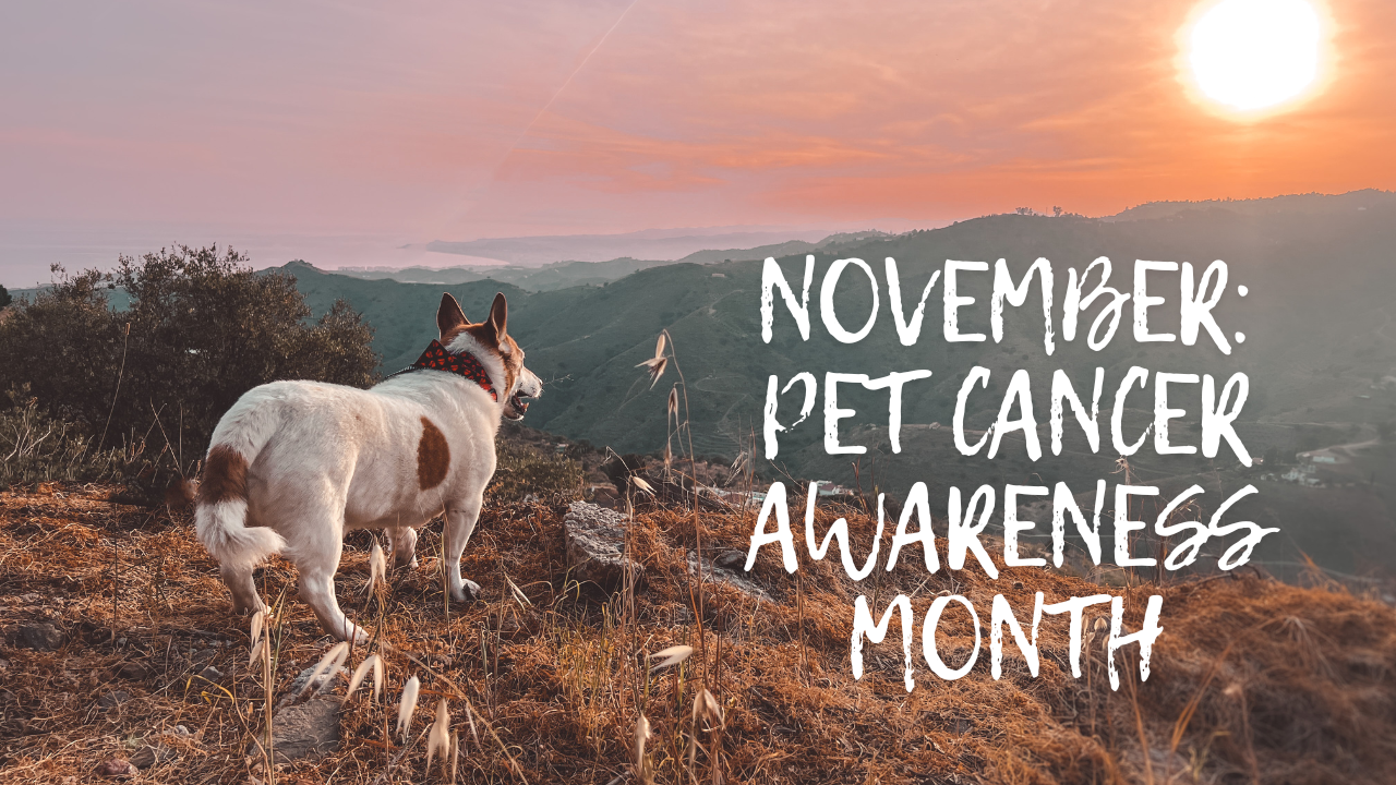 How To Prevent Pet Cancer, Symptoms, Treatment & Hope