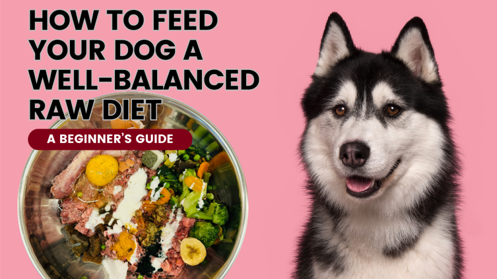 A Beginner’s Guide To Feeding Your Dog A Well-Balanced Raw Diet