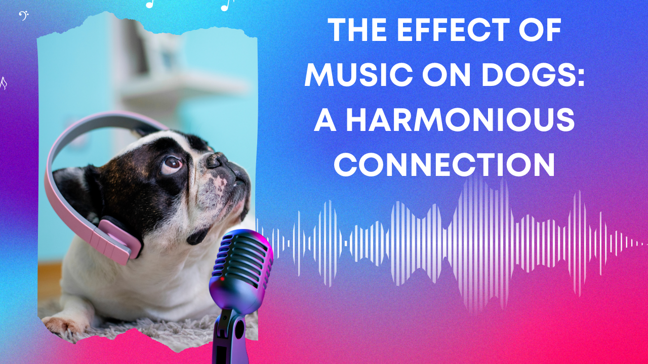 The Effect Of Music On Dogs: A Harmonious Connection
