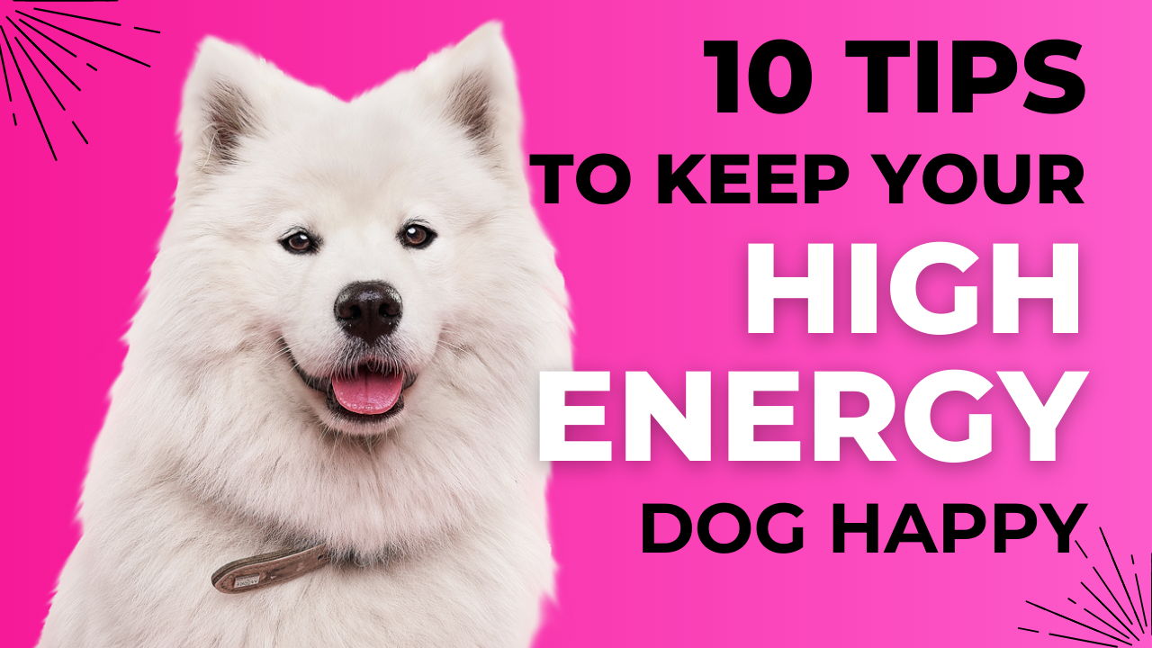 10 Tips To Keep Your High-Energy Dog Happy