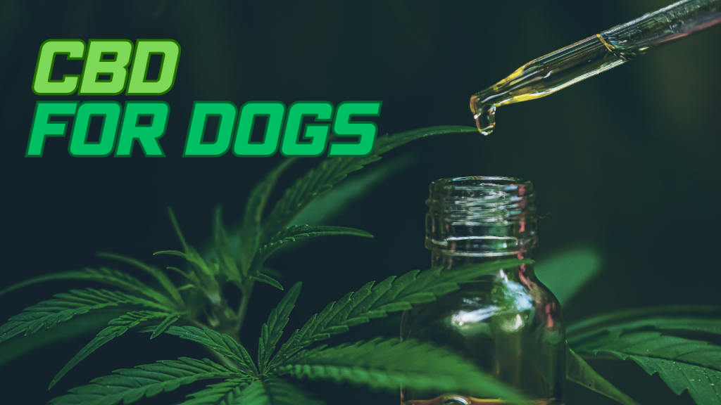 CBD: What Can It Do For Your Dog?