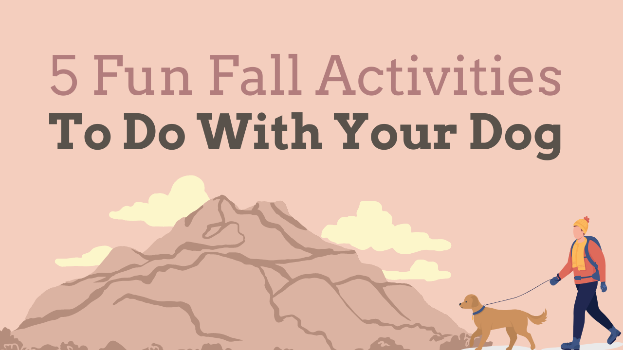 5 Fun Fall Activities to Do with Your Dog