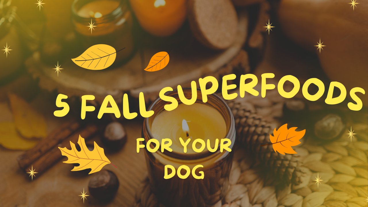 Pumpkin Spice and Everything Nice: 5 Fall Superfoods for Your Dog
