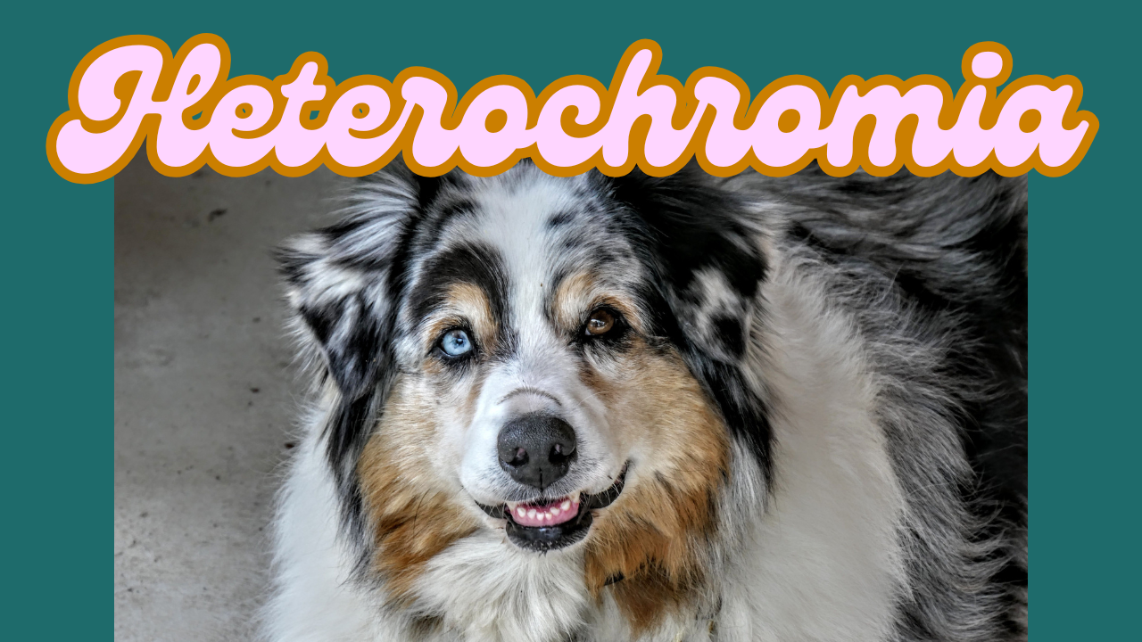 Heterochromia in Dogs: Different-Coloured Eyes