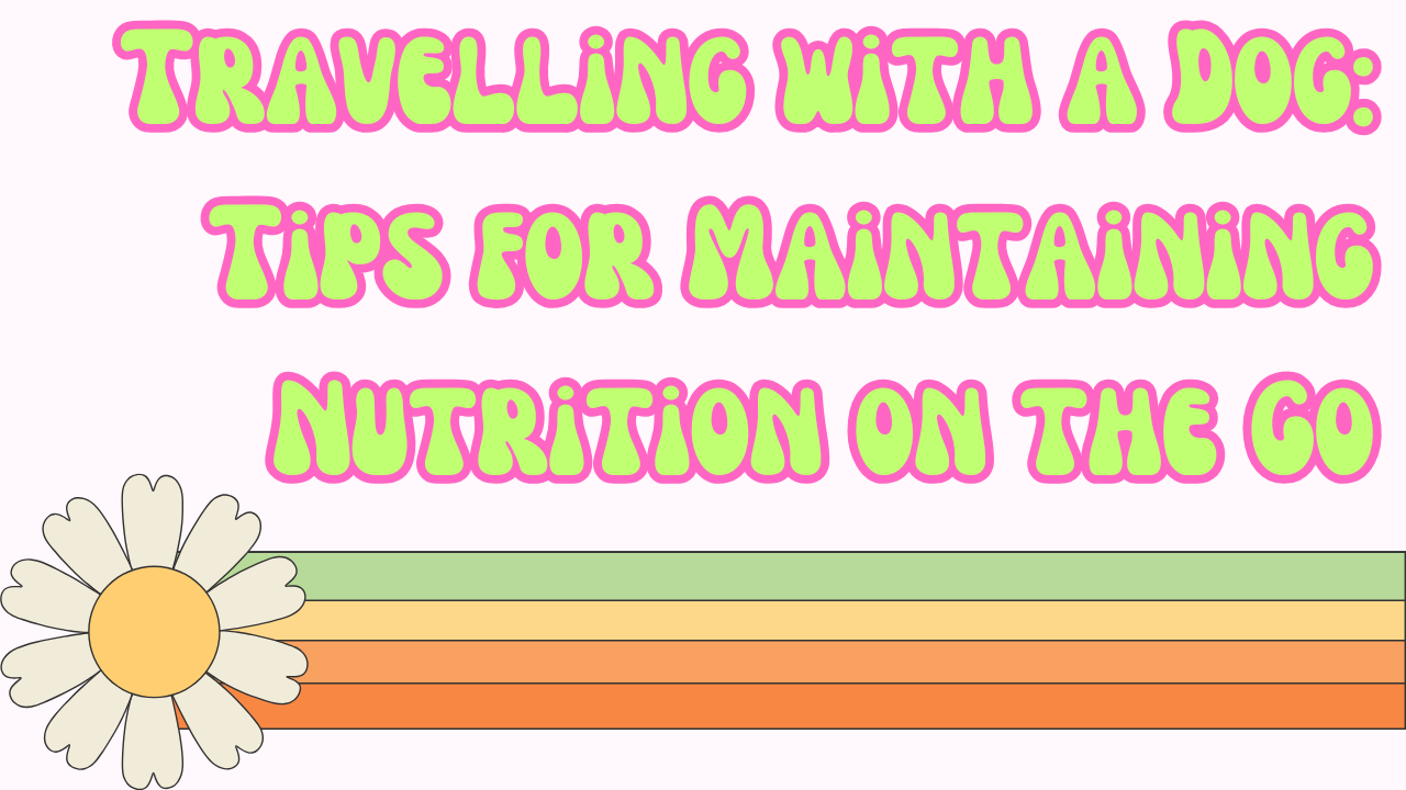 Travelling with a Dog: Tips for Maintaining Nutrition on the Go
