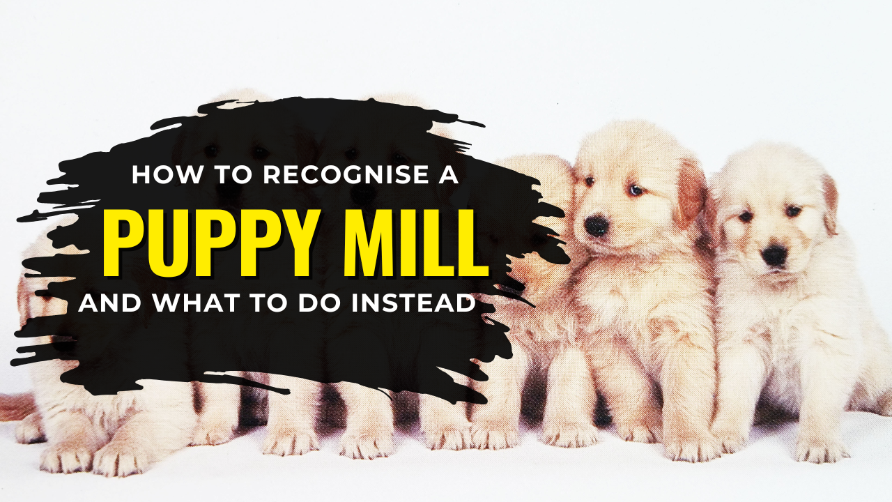 How to Recognise a Puppy Mill (And What to Do Instead)